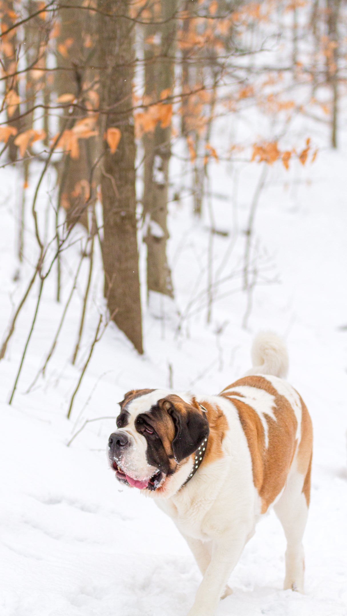 Saint Bernard dog walking in a snowy forest with orange leaves on the trees still