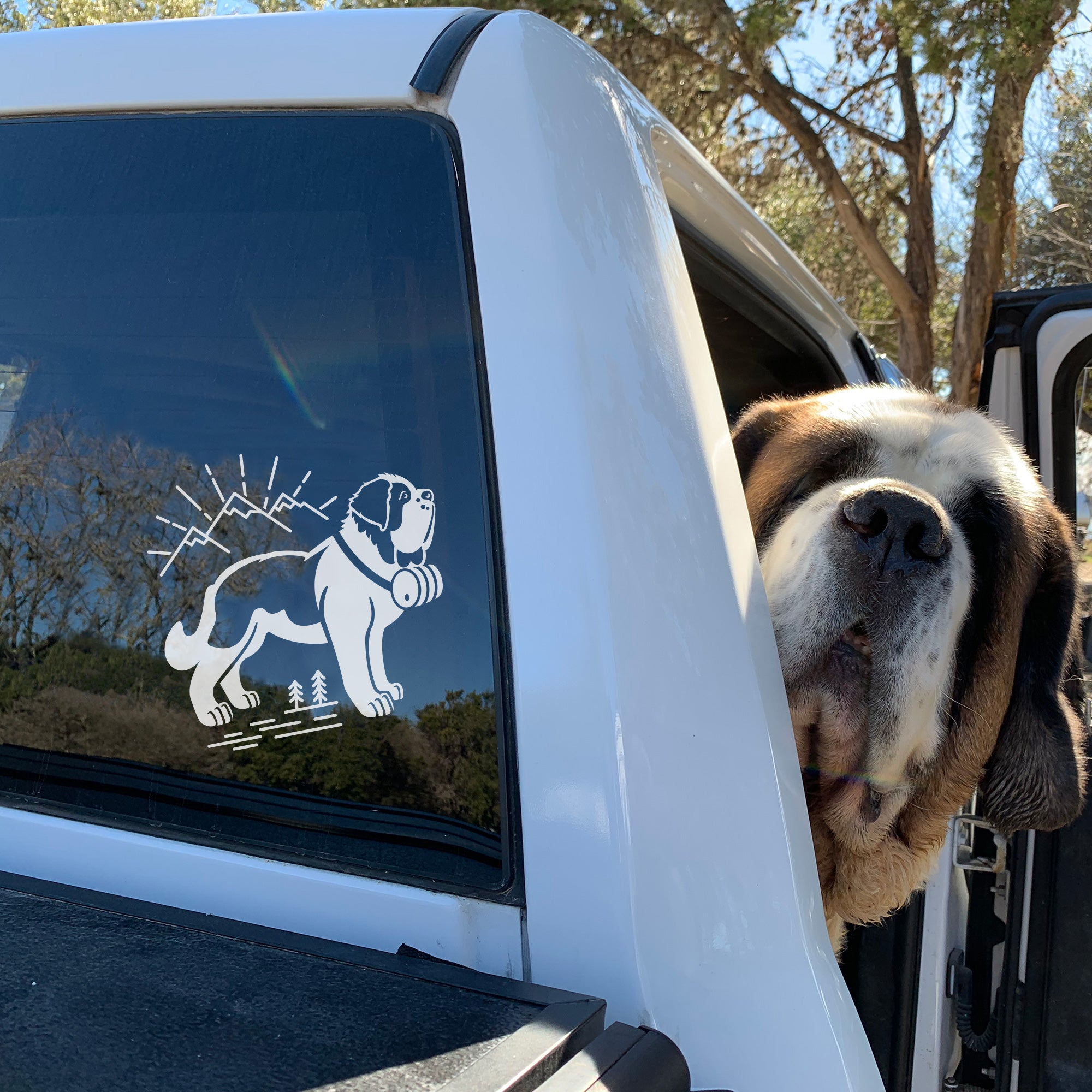 Saint Bernard dog Norman looking out of truck with a decal - Lucy + Norman
