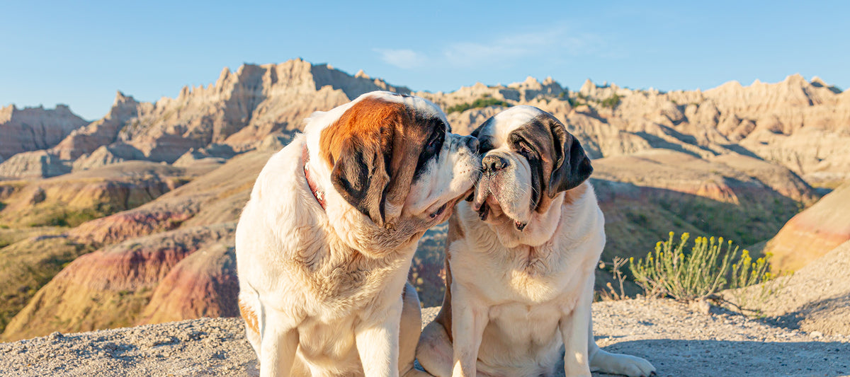 Two Saint Bernard dogs sitting together in a desert landscape with mountains in the background.