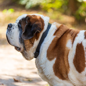 Woodland Wanderer Collar - Lucy + Norman