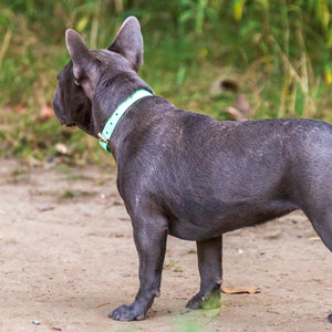 Woodland Wanderer Collar - Lucy + Norman