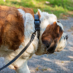 Woodland Wanderer Collar - Lucy + Norman