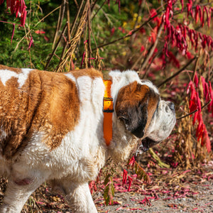 Woodland Wanderer Collar - Lucy + Norman