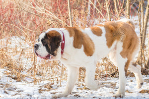 HUNTER Swiss Collars - Lucy + Norman
