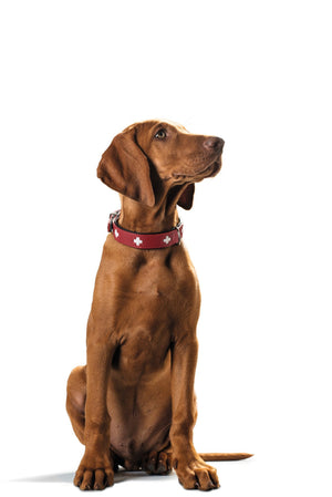 HUNTER Swiss Collars - Lucy + Norman