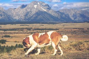 HUNTER Swiss Collars - Lucy + Norman
